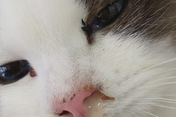 猫总打喷嚏的原因，可能是过敏了或鼻子有异物等