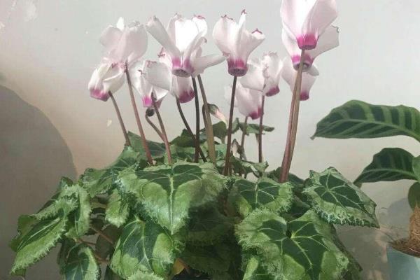 家中怎么水培仙客来，选择透明的玻璃瓶作为容器