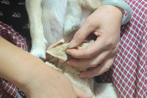 狗狗洗完澡后能打疫苗吗，洗澡后间隔一周再去打疫苗