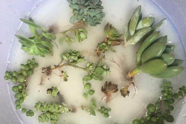 碳酸氢铵怎么使用，做底肥可撒在地面再翻入土壤中