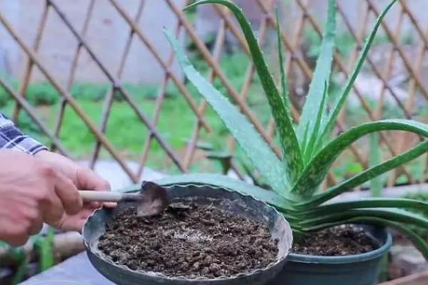 芦荟用什么肥料，需要用到有机肥、饼肥和无机肥