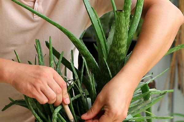 芦荟用什么肥料，需要用到有机肥、饼肥和无机肥