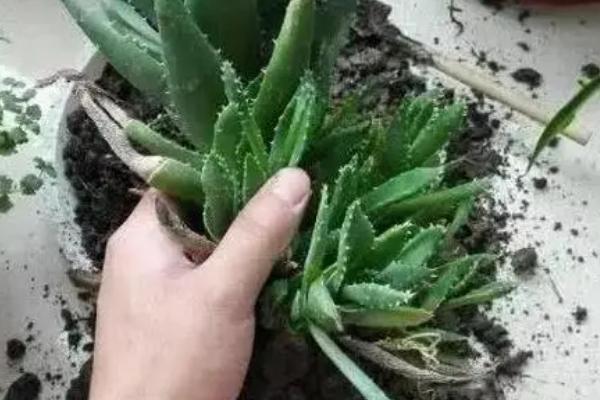 芦荟用什么肥料，需要用到有机肥、饼肥和无机肥
