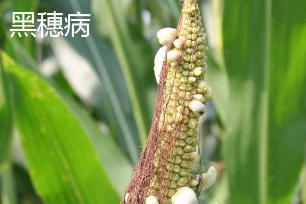 晋单73玉米种子的特征特性，从出苗到成熟需要127天