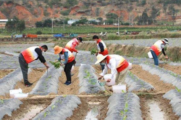 豌豆的套种技术，豌豆可以套种玉米、烟草等