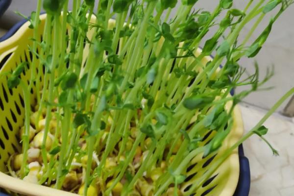 豌豆的套种技术，豌豆可以套种玉米、烟草等