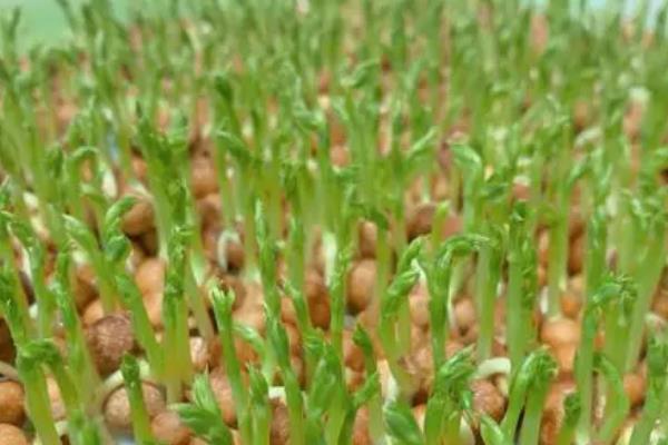 豌豆的套种技术，豌豆可以套种玉米、烟草等