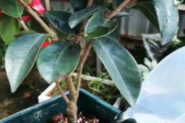 夏季如何管理山茶花，盛夏的7-9月应置于棚下养护