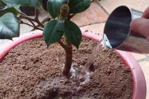 夏季如何管理山茶花，盛夏的7-9月应置于棚下养护