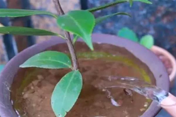 夏季如何管理山茶花，盛夏的7-9月应置于棚下养护