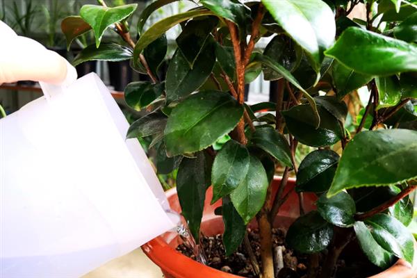 夏季如何管理山茶花，盛夏的7-9月应置于棚下养护