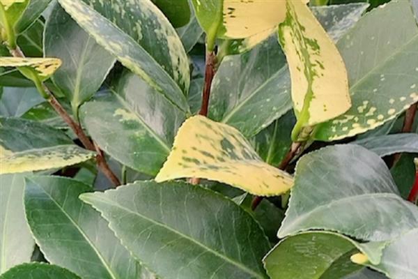夏季如何管理山茶花，盛夏的7-9月应置于棚下养护