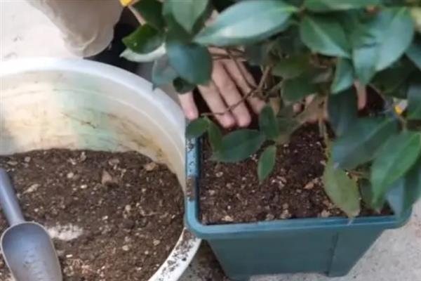 夏季如何管理山茶花，盛夏的7-9月应置于棚下养护