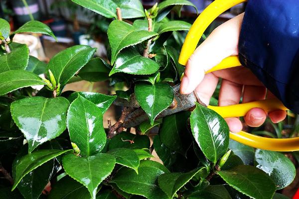 夏季如何管理山茶花，盛夏的7-9月应置于棚下养护