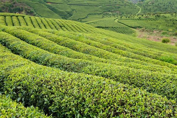 广西省桂平市的特产，有麻垌荔枝、桂平西山茶等