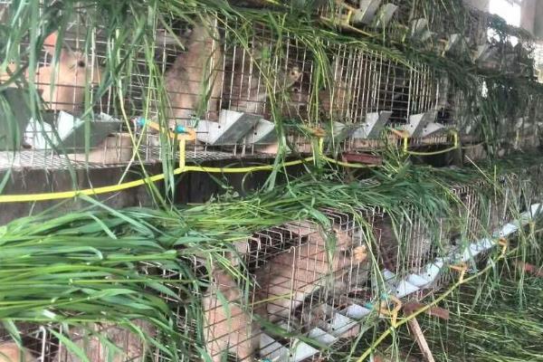 野兔养殖基地的环境要求，太热和太冷的环境都不适合于养殖
