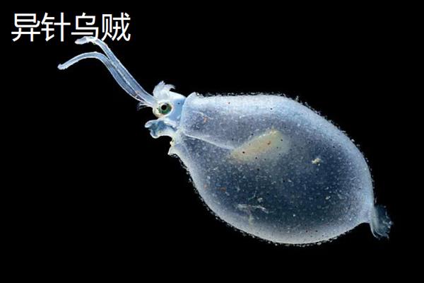 乌贼哪些部位能吃，内脏以及墨囊不可以吃