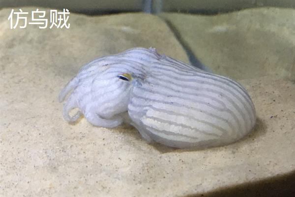 乌贼哪些部位能吃，内脏以及墨囊不可以吃