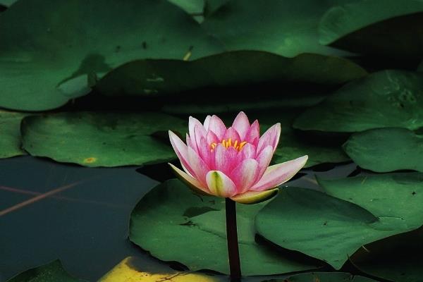 睡莲和荷花的区别是什么，叶子、花朵和属性均不同