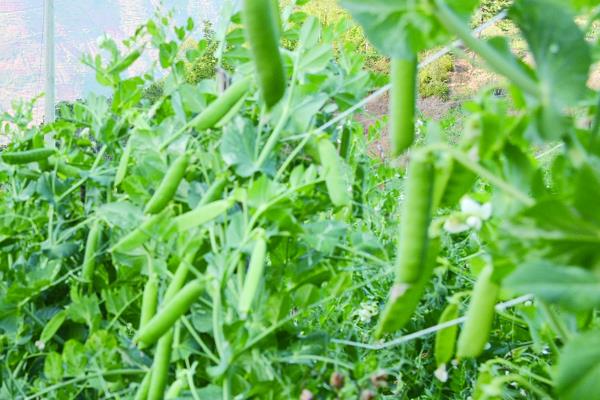 豌豆的套种技术，豌豆可以套种玉米、烟草等