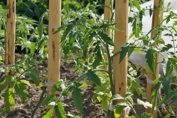 豌豆的套种技术，豌豆可以套种玉米、烟草等