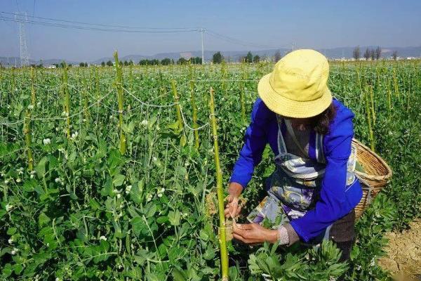 豌豆的套种技术，豌豆可以套种玉米、烟草等