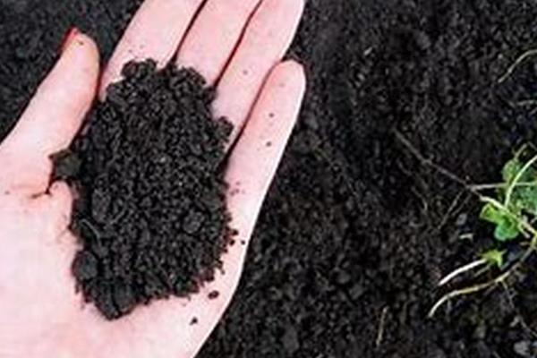 苍术的种植注意事项，最好是选择半阳区种植为宜