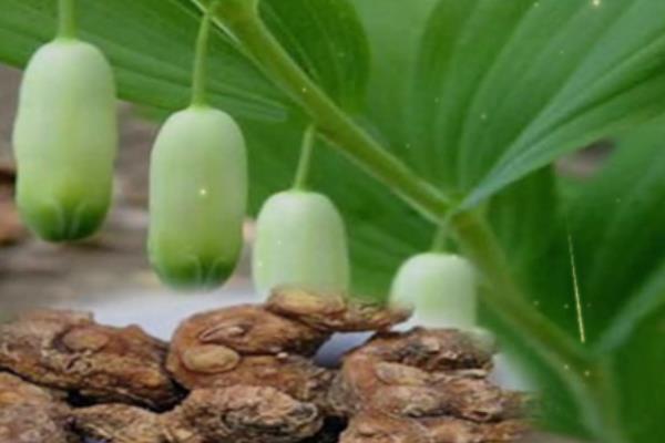 苍术的种植注意事项，最好是选择半阳区种植为宜