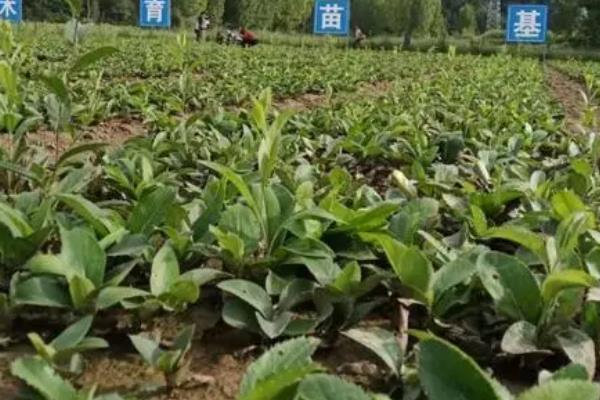 苍术的种植注意事项，最好是选择半阳区种植为宜