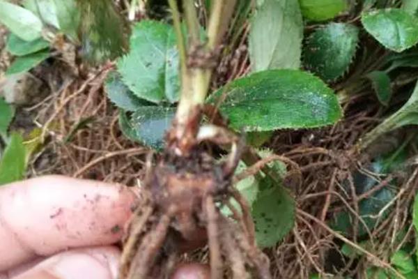 苍术的种植注意事项，最好是选择半阳区种植为宜