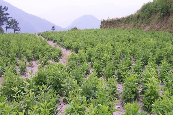苍术的种植注意事项，最好是选择半阳区种植为宜