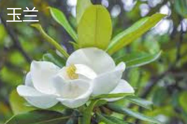 玉兰和辛夷的区别，科属、颜色、叶片形状均不同