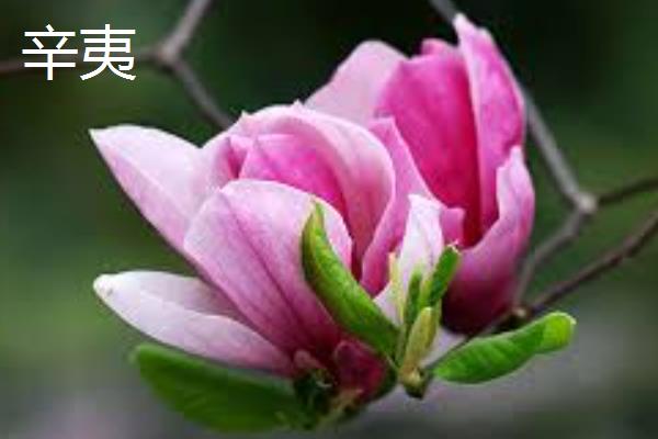 玉兰和辛夷的区别，科属、颜色、叶片形状均不同