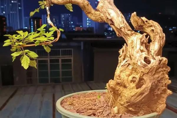 黄荆盆景的种植禁忌，忌放阳台、生长不良等