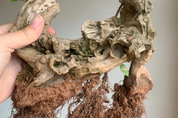 黄荆盆景的种植禁忌，忌放阳台、生长不良等