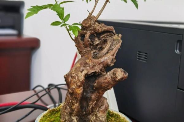 黄荆盆景的种植禁忌，忌放阳台、生长不良等