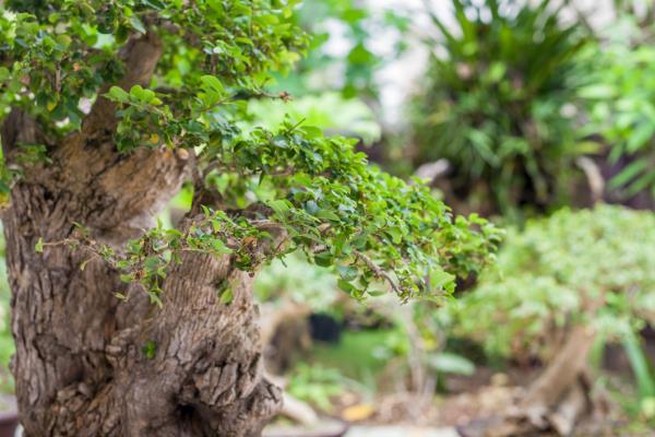 黄荆盆景的种植禁忌，忌放阳台、生长不良等