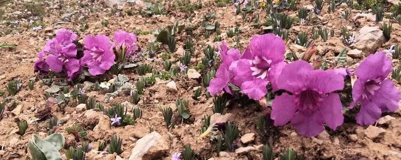 藏波罗花何时开放，主要集中在5-8月份