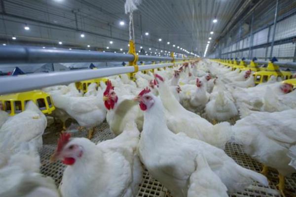 肉鸡和蛋鸡有什么区别，用途、饲养时间均不同