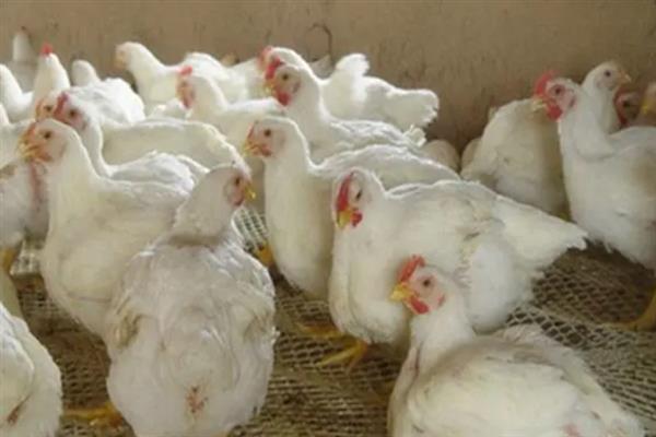 肉鸡和蛋鸡有什么区别，用途、饲养时间均不同