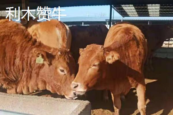 秦川牛和利木赞牛有什么区别，毛色、体型、体重等方面均不同