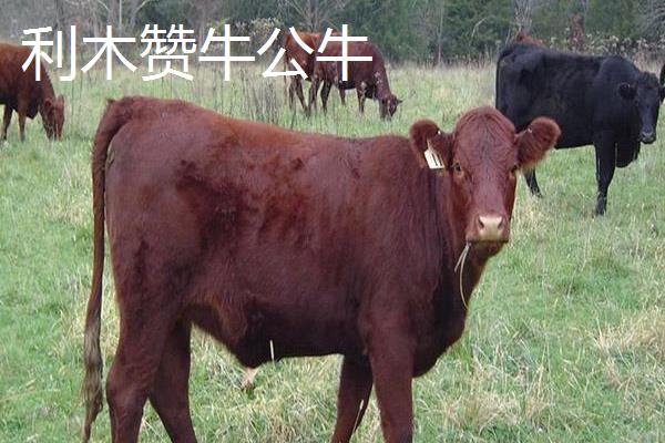 秦川牛和利木赞牛有什么区别，毛色、体型、体重等方面均不同
