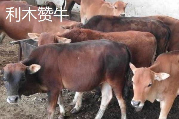 秦川牛和利木赞牛有什么区别，毛色、体型、体重等方面均不同