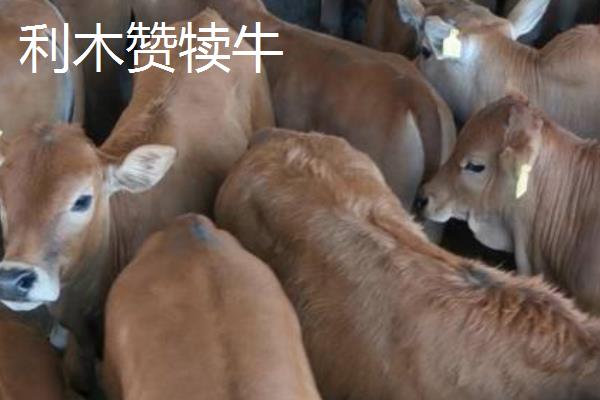 秦川牛和利木赞牛有什么区别，毛色、体型、体重等方面均不同