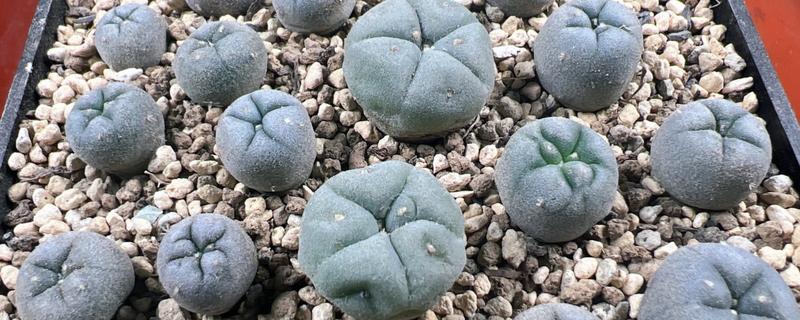 把乌羽玉养胖的方法，多晒太阳可让叶片更加圆润饱满
