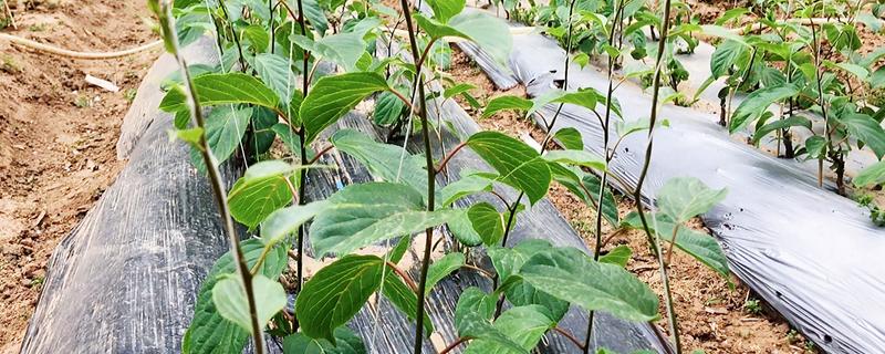 猕猴桃僵苗怎么处理，要适量浇水并定期施肥
