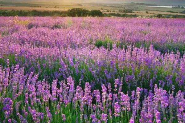 薰衣草的花语是什么，花语是等待着爱情到来、等你爱我等