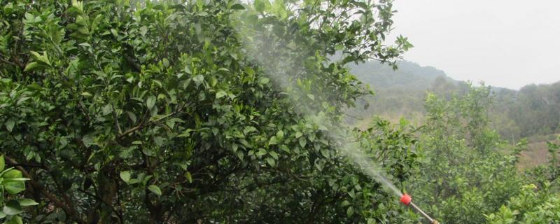 柑橘花蕾蛆的防治方法，当花蕾直径约为2-3mm时可地面喷药