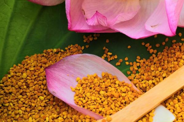 蜂花粉简介，是蜜蜂从植物花朵上采集回来的花粉团