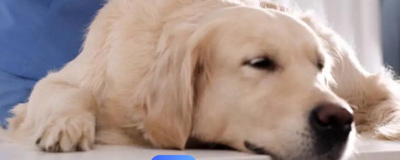 犬瘟热的症状，初期其体温可高达39.5-41℃